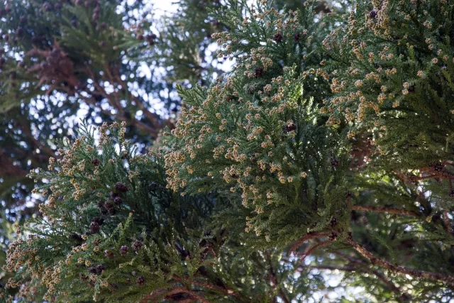 スギの花粉